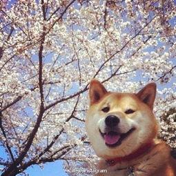 犬动漫,忠诚与梦想的交织之旅